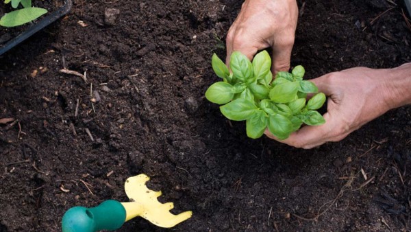 Image of someone planting something.