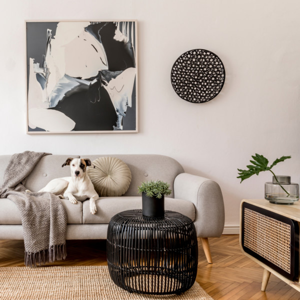 Image of dog laying on modern gray sofa